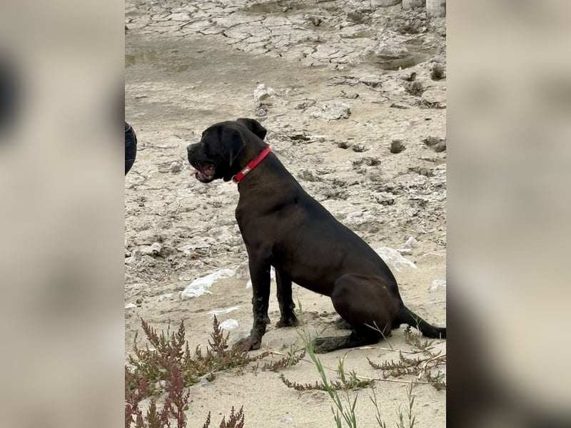 Cane Corso – 8 Monate alte schwarze Hündin mit Züchtergarantie abzugeben