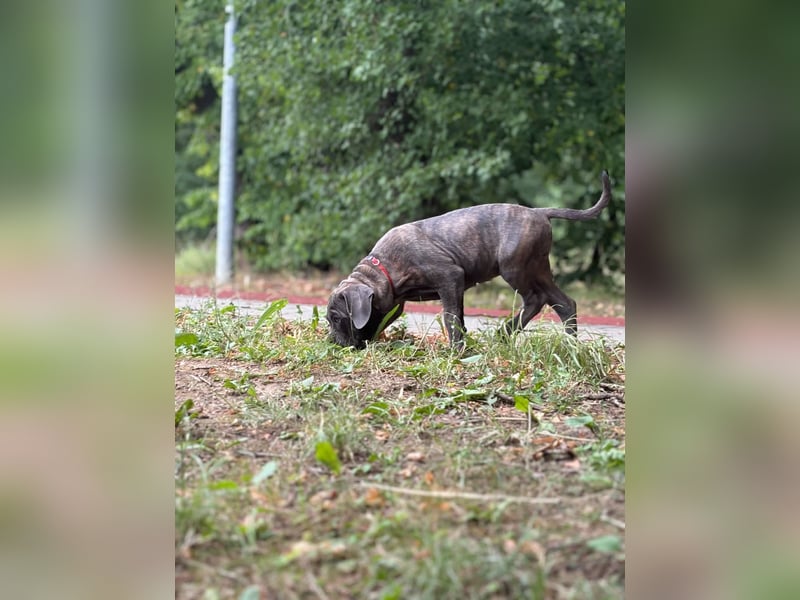 Cane Corso Welpen (gestromt, Rüde & Hündin) mit Züchtergarantie zu verkaufen
