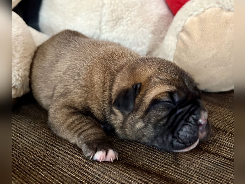 Cane Corso Welpen aus Euch Wch Linie, zu verkaufen mit Züchtergarantie