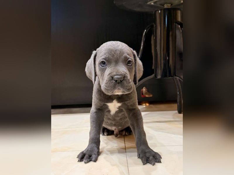 Cane Corso Welpe – Grauer Rüde aus EUCH & WCH Linie mit Züchtergarantie