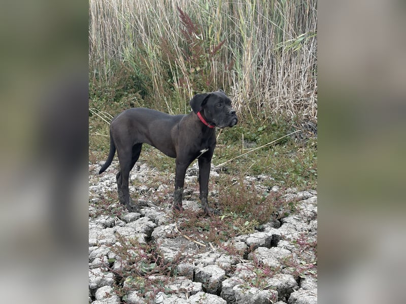 Cane Corso – 8 Monate alte schwarze Hündin mit Züchtergarantie abzugeben