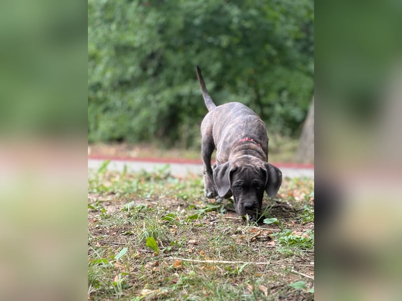 Cane Corso Welpen (gestromt, Rüde & Hündin) mit Züchtergarantie zu verkaufen