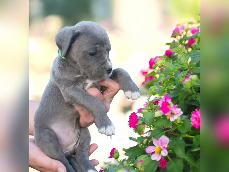Exklusive Cane Corso Welpen aus EUch & Wch Championlinie (Cesare-Blutlinie) mit Garantie