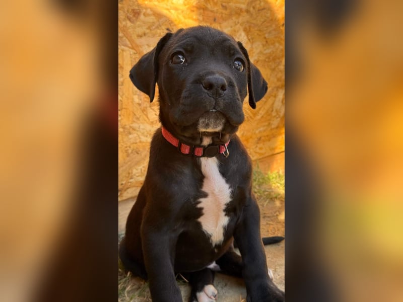 Exklusive Cane Corso Welpen aus EUch & Wch Championlinie (Cesare-Blutlinie) mit Garantie