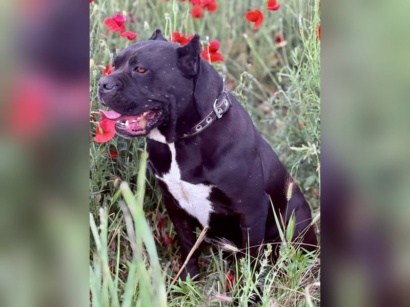 Cane Corso schwarz hündin Euch Wch line zu verkaufen