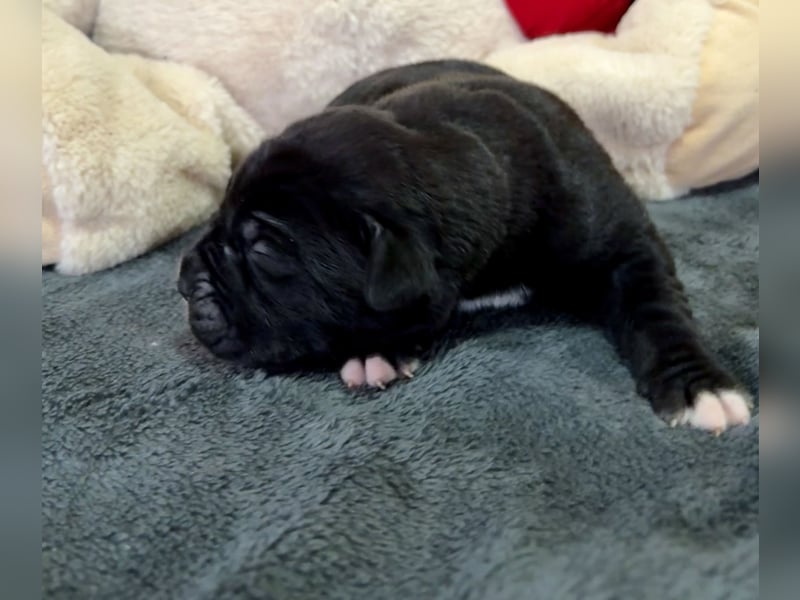 Cane Corso Welpen aus Euch Wch Linie, zu verkaufen mit Züchtergarantie