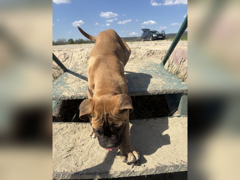 Cane Corso, fulvofarbener Rüde, mit Züchtergarantie zu verkaufen