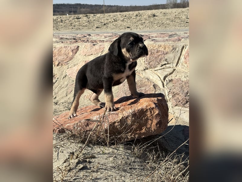 Cane Corso black and tan Hündin vom Züchter, ausdrücklich nur für Hobbyzwecke als Familienhund zu ve