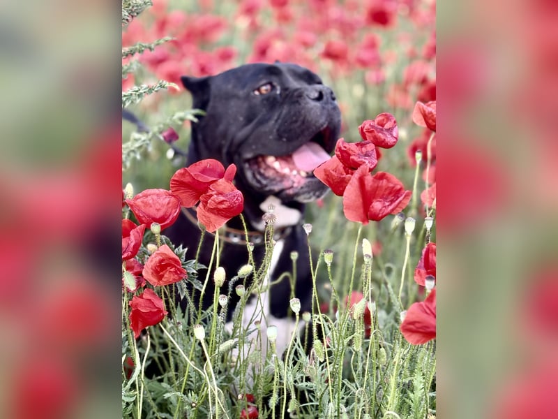 Cane Corso Welpen aus Euch Wch Linie, zu verkaufen mit Züchtergarantie