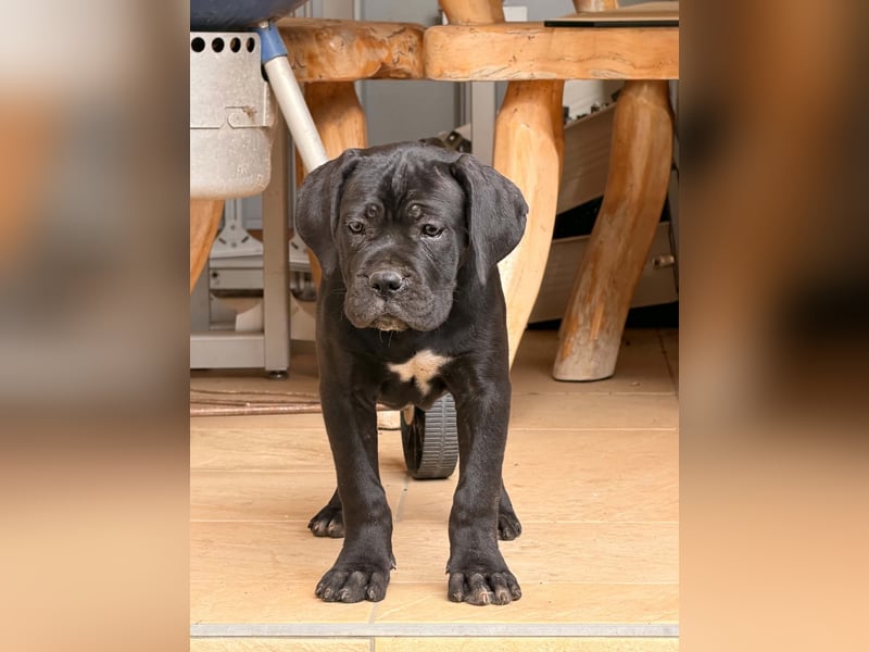 Exklusive schwarze Cane Corso Hündin aus Champion-Linie (EUCH & WCH) mit Zuchtgarantie zu verkaufen!