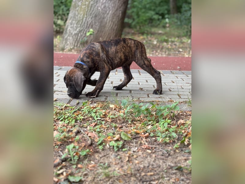 Cane Corso Welpen (gestromt, Rüde & Hündin) mit Züchtergarantie zu verkaufen