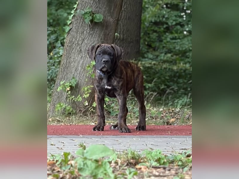 Cane Corso Welpen (gestromt, Rüde & Hündin) mit Züchtergarantie zu verkaufen