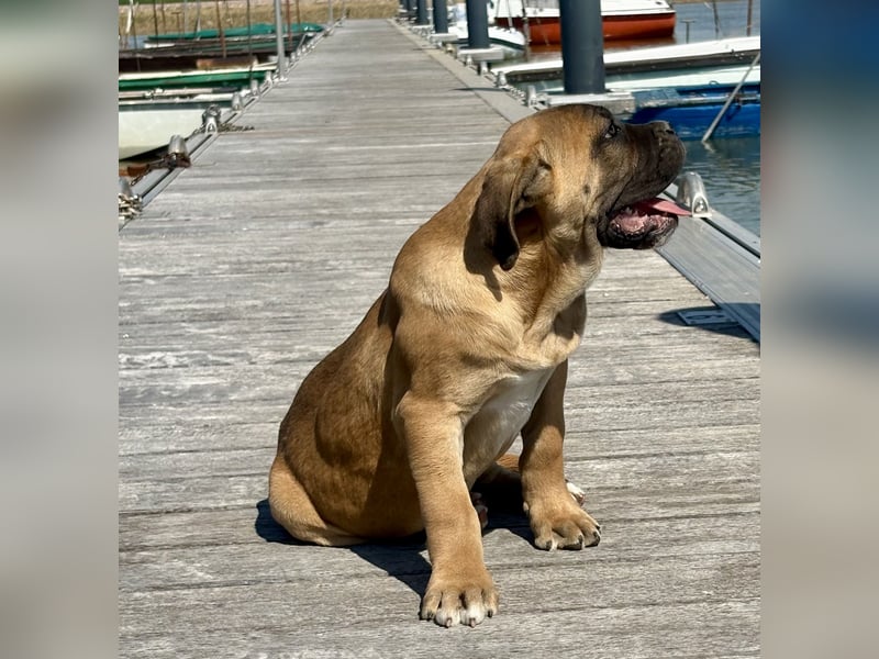 Cane Corso, fulvofarbener Rüde, mit Züchtergarantie zu verkaufen