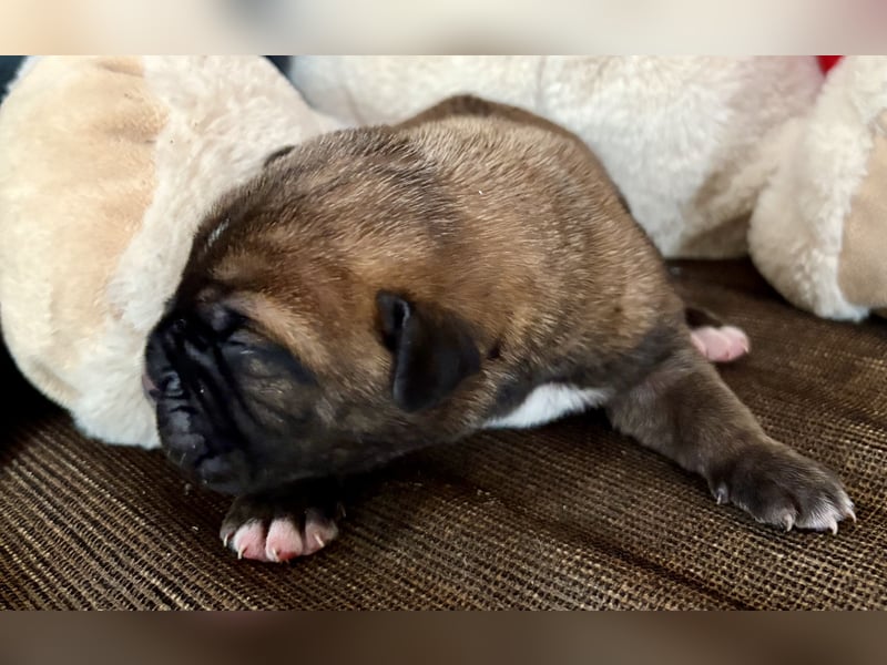 Cane Corso Welpen aus Euch Wch Linie, zu verkaufen mit Züchtergarantie