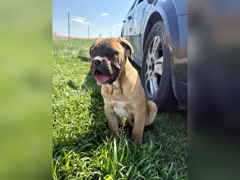 Cane Corso, fulvofarbener Rüde, mit Züchtergarantie zu verkaufen