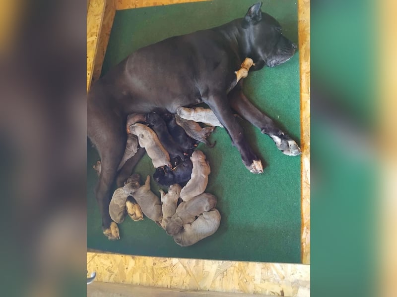 Exklusive Cane Corso Welpen aus EUch & Wch Championlinie (Cesare-Blutlinie) mit Garantie
