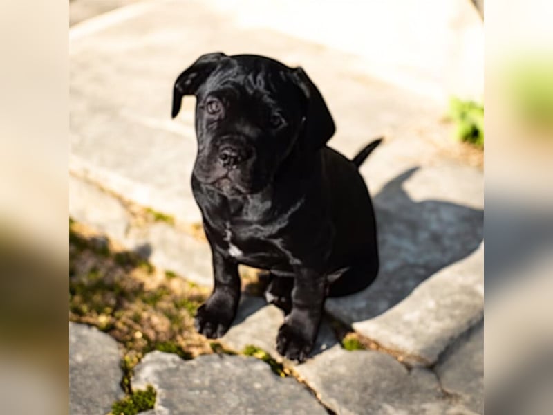 „Cane Corso Welpen aus Zucht mit Euch WCh-Linie zu verkaufen.