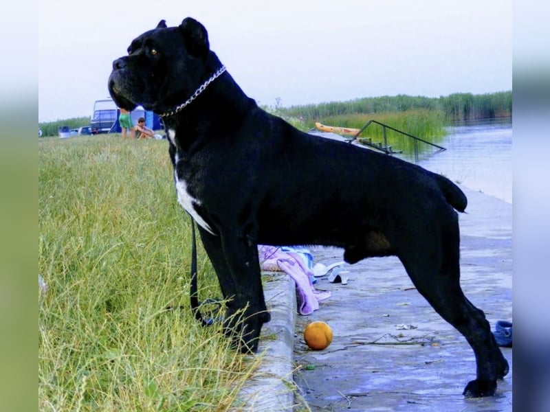 Cane Corso, schwarze Hündin, mit EUCH- und VCH-Linien, mit Züchtergarantie zu verkaufen.