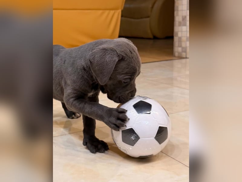 Cane Corso Welpe – Grauer Rüde aus EUCH & WCH Linie mit Züchtergarantie