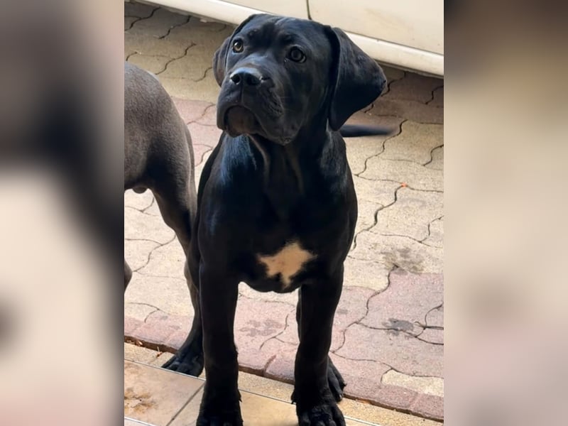 Cane Corso, schwarze Hündin, mit EUCH- und VCH-Linien, mit Züchtergarantie zu verkaufen.