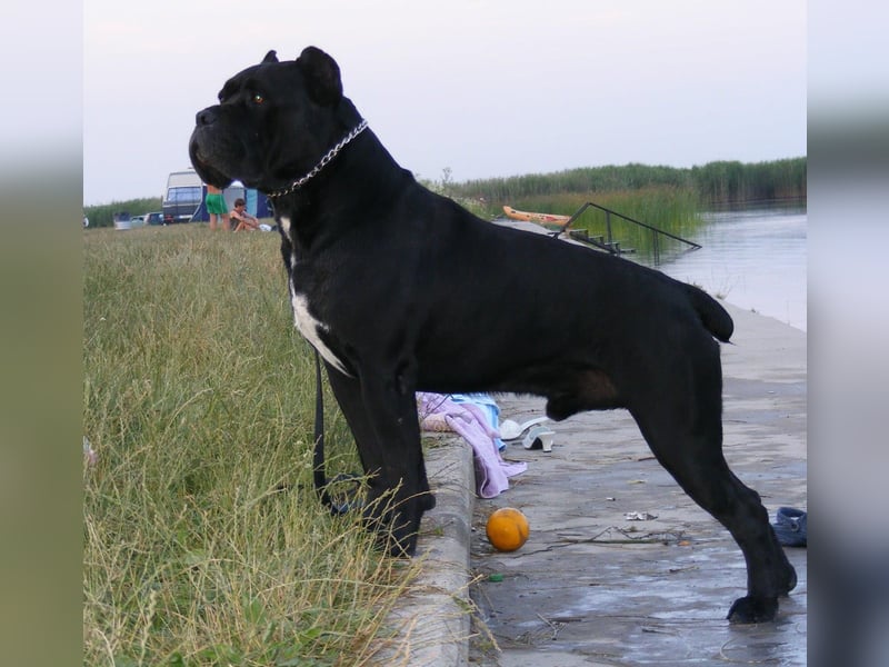 Cane Corso schwarz hündin Euch Wch line zu verkaufen