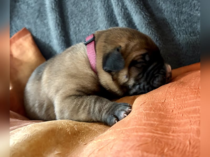 Cane Corso Welpen aus Euch Wch Linie, zu verkaufen mit Züchtergarantie