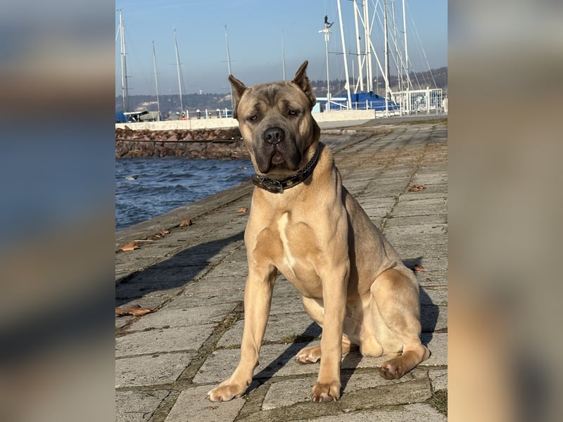 Exklusive Cane Corso Welpen aus EUch & Wch Championlinie (Cesare-Blutlinie) mit Garantie
