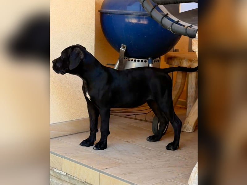 Cane Corso, schwarze Hündin, mit EUCH- und VCH-Linien, mit Züchtergarantie zu verkaufen.