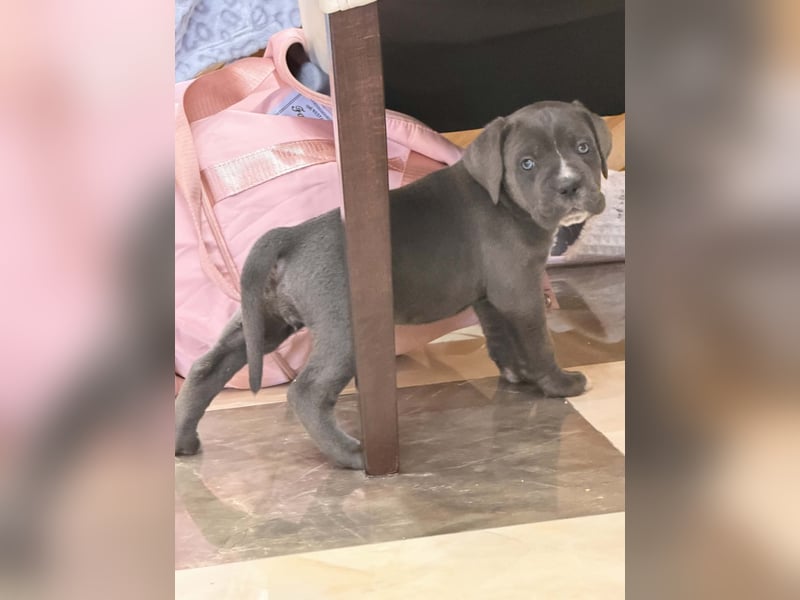 Cane Corso Hündinnen- und Rüdenwelpen aus Europa- und Weltchampion-Linien mit Züchtergarantie zu ver