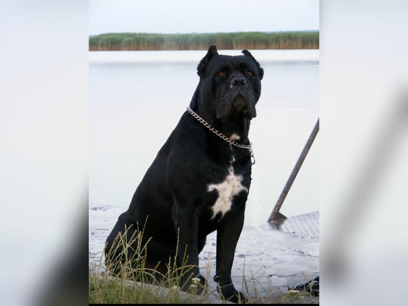 Cane Corso Welpen (gestromt, Rüde & Hündin) mit Züchtergarantie zu verkaufen