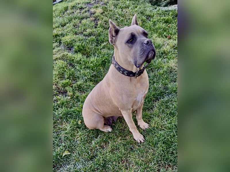 „Cane Corso Welpen aus Zucht mit Euch WCh-Linie zu verkaufen.