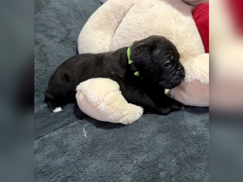 Cane Corso schwarz hündin Euch Wch line zu verkaufen