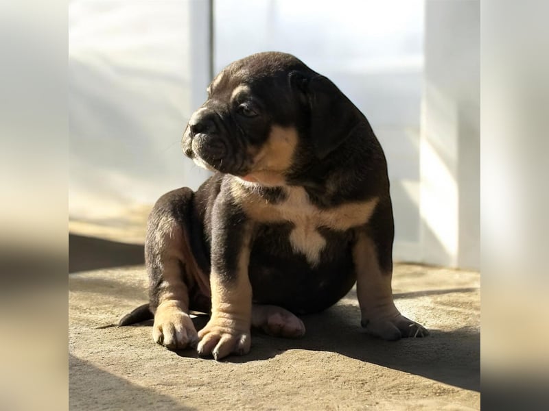 Cane Corso black and tan Hündin vom Züchter, ausdrücklich nur für Hobbyzwecke als Familienhund zu ve
