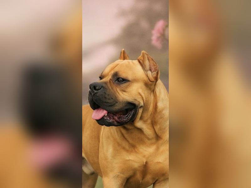 Cane Corso schwarz hündin Euch Wch line zu verkaufen