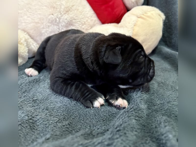Cane Corso Welpen aus Euch Wch Linie, zu verkaufen mit Züchtergarantie