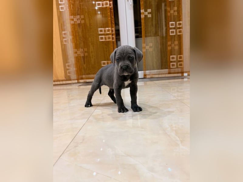 Cane Corso Welpe – Grauer Rüde aus EUCH & WCH Linie mit Züchtergarantie