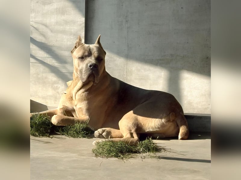 Exklusive Cane Corso Welpen aus EUch & Wch Championlinie (Cesare-Blutlinie) mit Garantie