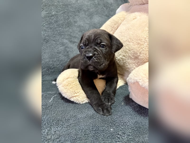 Cane Corso schwarz hündin Euch Wch line zu verkaufen