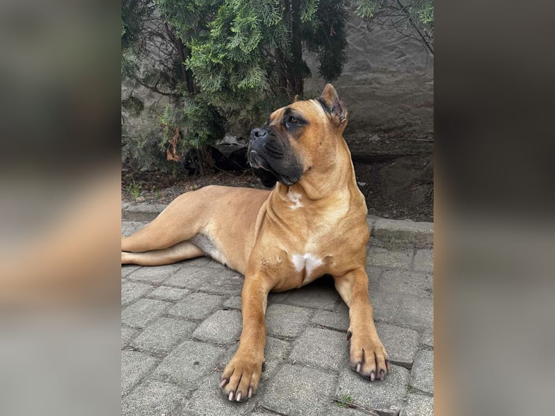 Cane Corso Welpen (gestromt, Rüde & Hündin) mit Züchtergarantie zu verkaufen