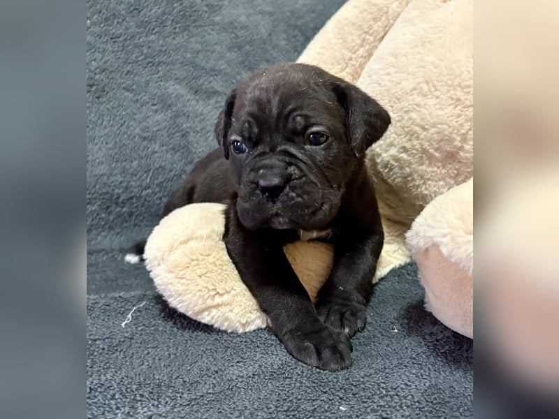 Cane Corso schwarz hündin Euch Wch line zu verkaufen