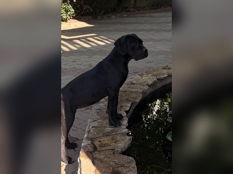 Cane Corso, schwarze Hündin, mit EUCH- und VCH-Linien, mit Züchtergarantie zu verkaufen.