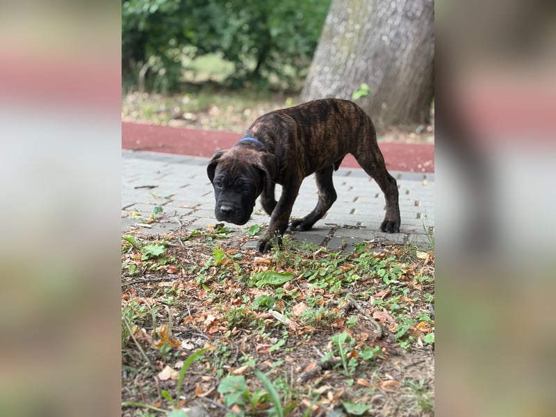 Cane Corso Welpen (gestromt, Rüde & Hündin) mit Züchtergarantie zu verkaufen