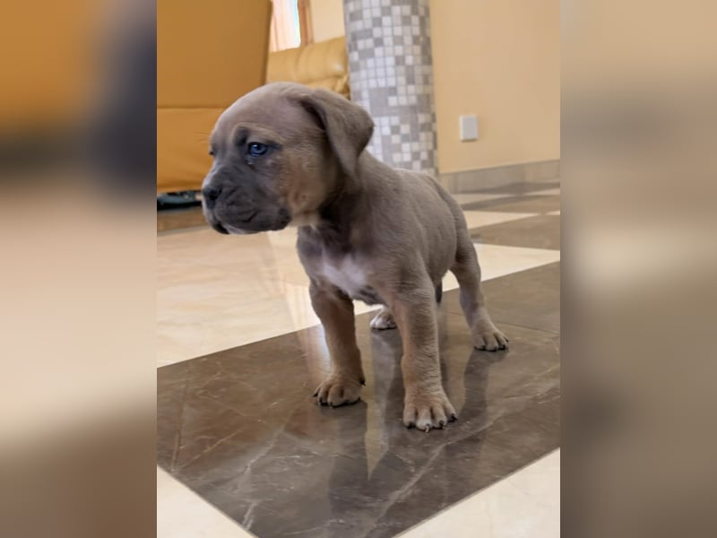 Cane Corso Hündinnen- und Rüdenwelpen aus Europa- und Weltchampion-Linien mit Züchtergarantie zu ver