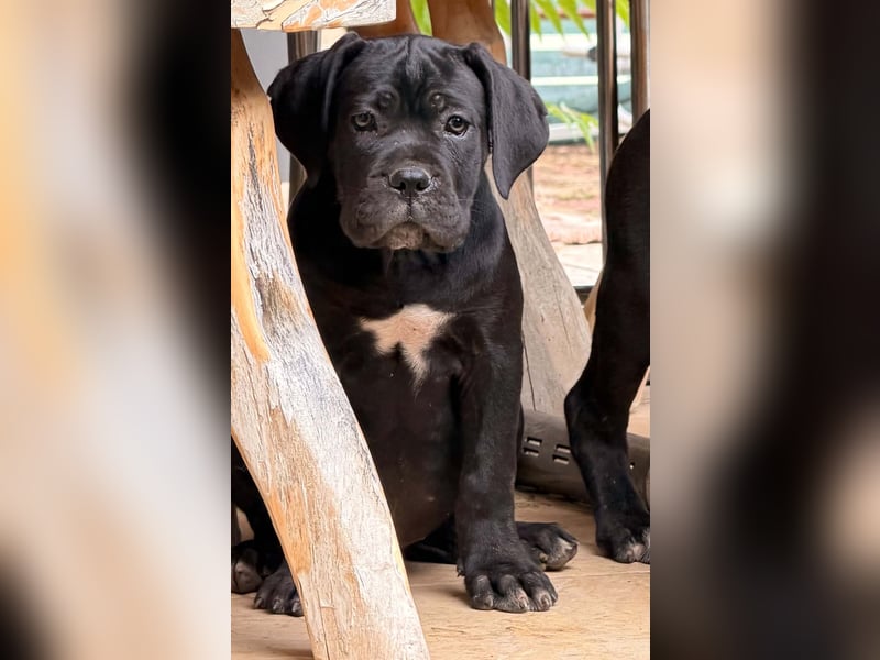 Exklusive schwarze Cane Corso Hündin aus Champion-Linie (EUCH & WCH) mit Zuchtgarantie zu verkaufen!