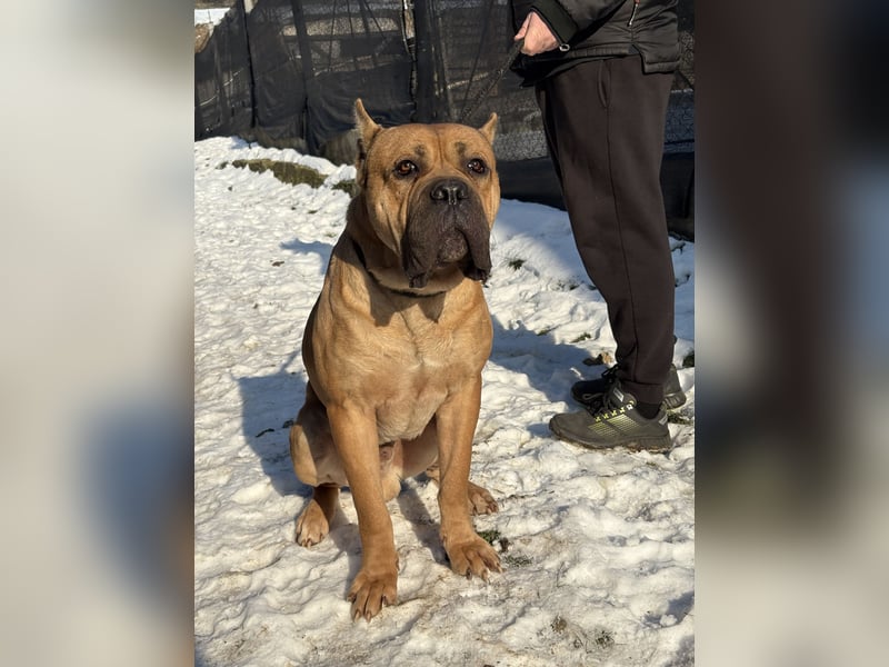Cane Corso schwarz hündin Euch Wch line zu verkaufen