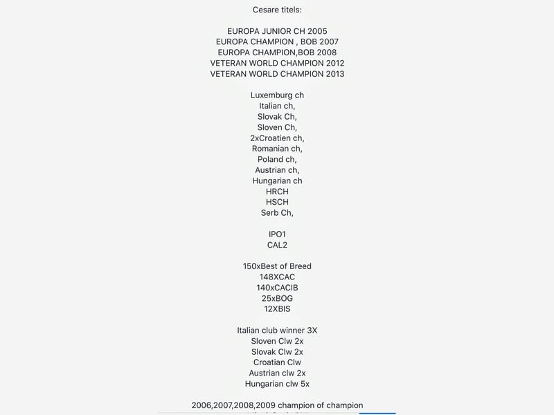 Cane Corso, fulvofarbener Rüde, mit Züchtergarantie zu verkaufen