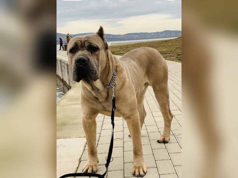 Cane Corso – 8 Monate alte schwarze Hündin mit Züchtergarantie abzugeben