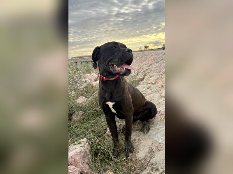 Cane Corso – 8 Monate alte schwarze Hündin mit Züchtergarantie abzugeben