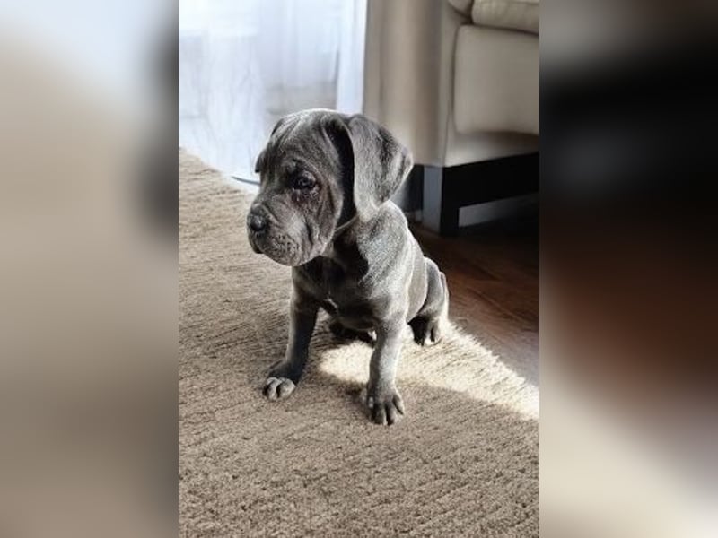 „Cane Corso Welpen aus Zucht mit Euch WCh-Linie zu verkaufen.