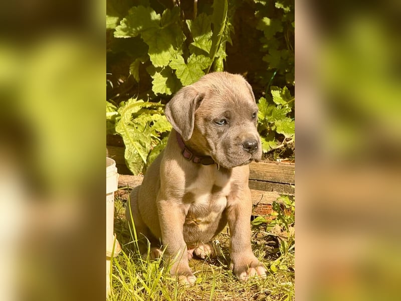 Exklusive Cane Corso Welpen aus EUch & Wch Championlinie (Cesare-Blutlinie) mit Garantie